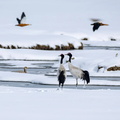 Black-necked Cranes (Grus nigricollis) 2, Damxung County, Tibet